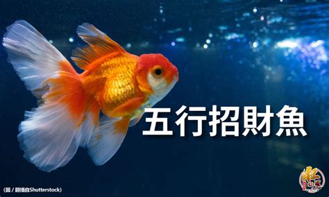 招財魚有哪些|【招財魚和什麼魚】一文睇清招財魚種類 